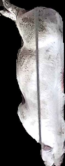 Crop