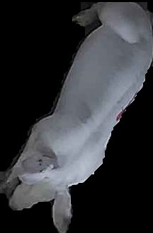 Crop