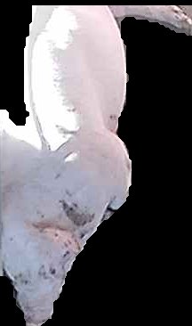 Crop