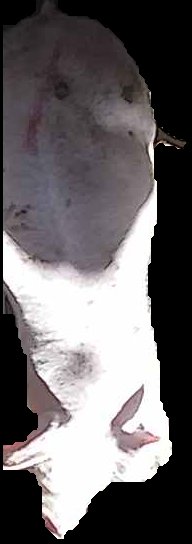 Crop