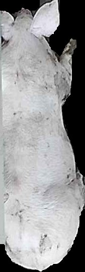 Crop