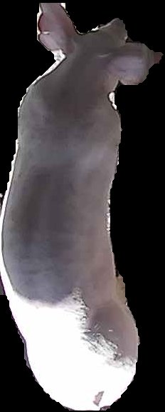 Crop