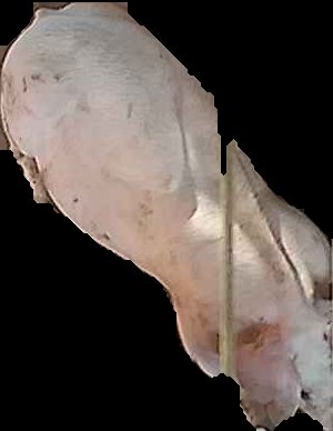 Crop