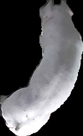 Crop