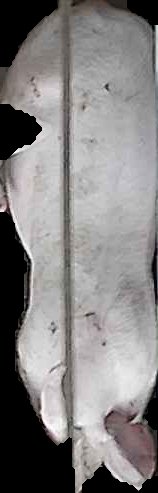 Crop