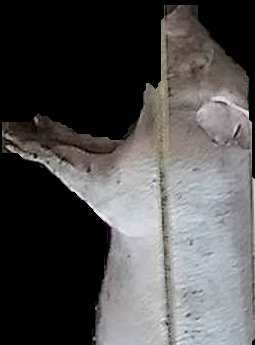 Crop