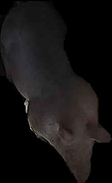 Crop