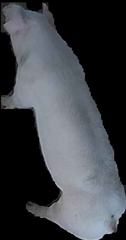 Crop