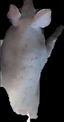 Crop