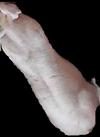 Crop