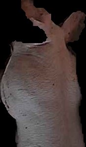 Crop
