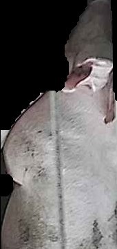 Crop