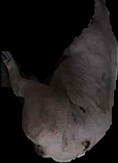 Crop