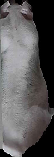 Crop