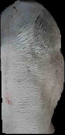 Crop