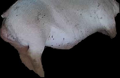 Crop