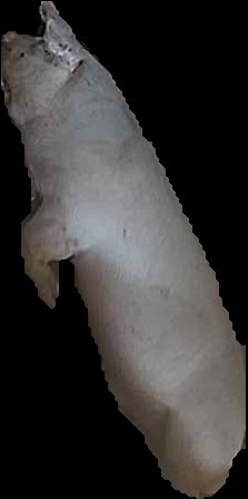 Crop