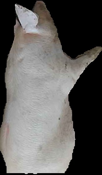 Crop