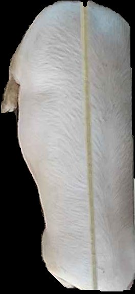 Crop