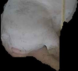 Crop