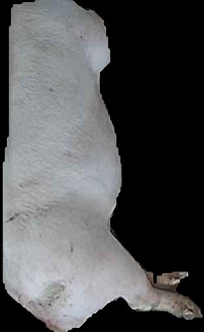 Crop