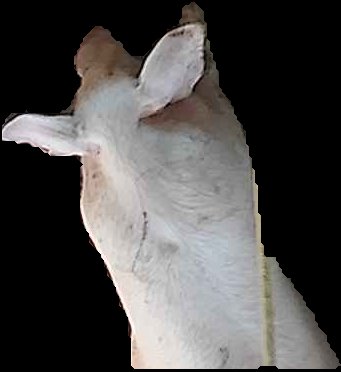 Crop