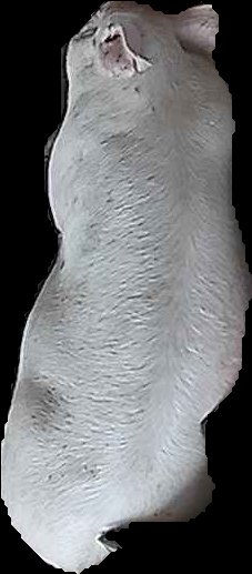 Crop