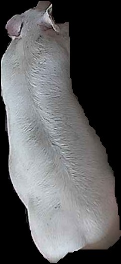 Crop