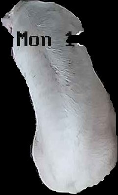 Crop