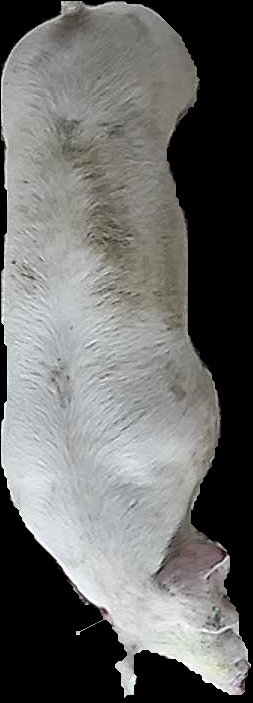 Crop