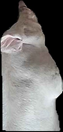 Crop