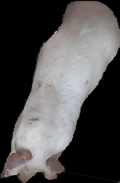 Crop