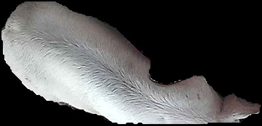 Crop