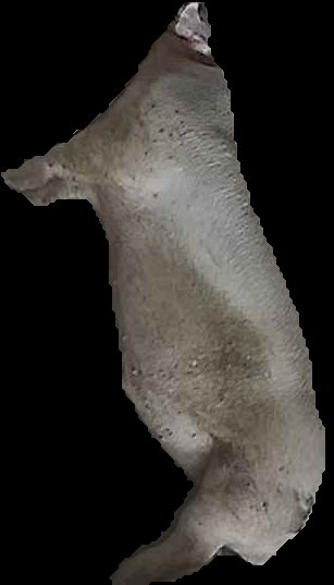 Crop