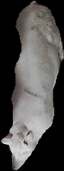 Crop