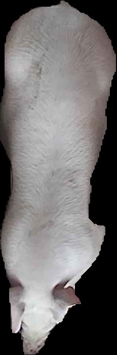 Crop