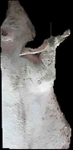 Crop