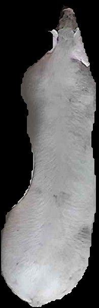 Crop