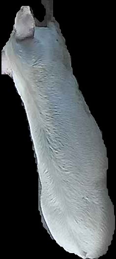 Crop