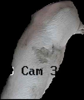 Crop