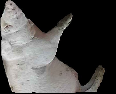 Crop