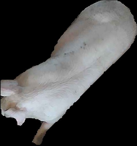 Crop