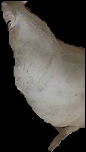 Crop