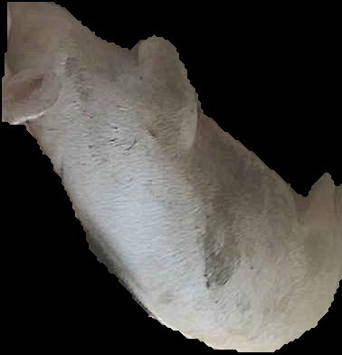 Crop