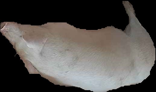 Crop