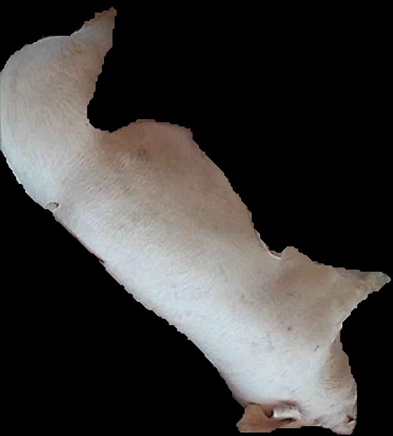 Crop
