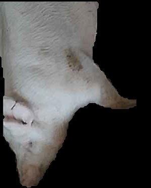 Crop