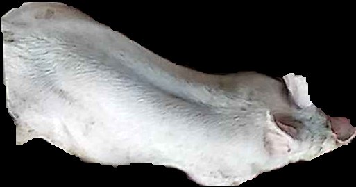 Crop