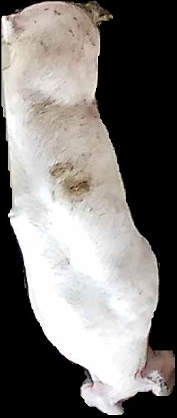 Crop