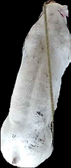 Crop